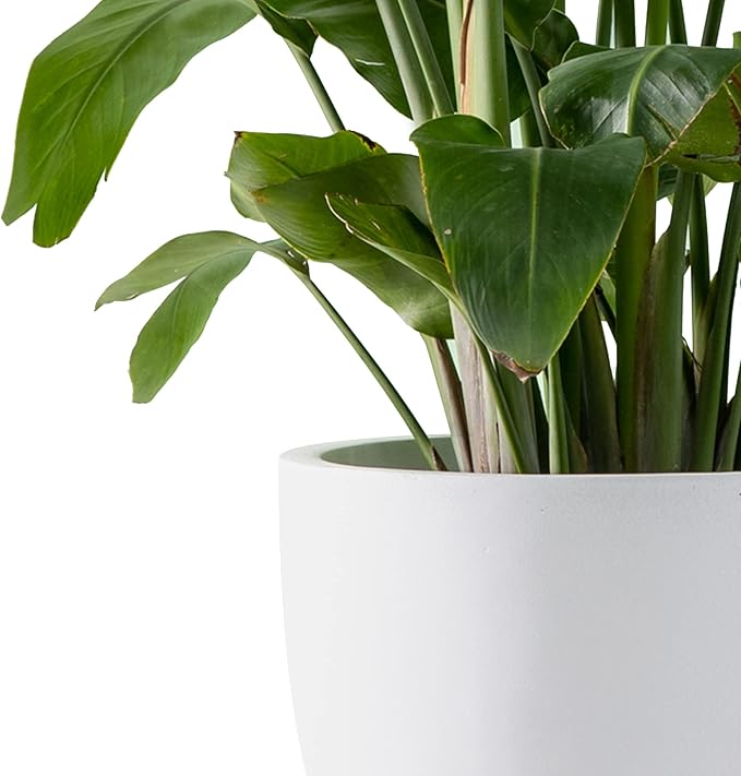 Kante 14 Inch Dia Round Concrete Planter, Indoor Outdoor Large Plant Pot - Image 3