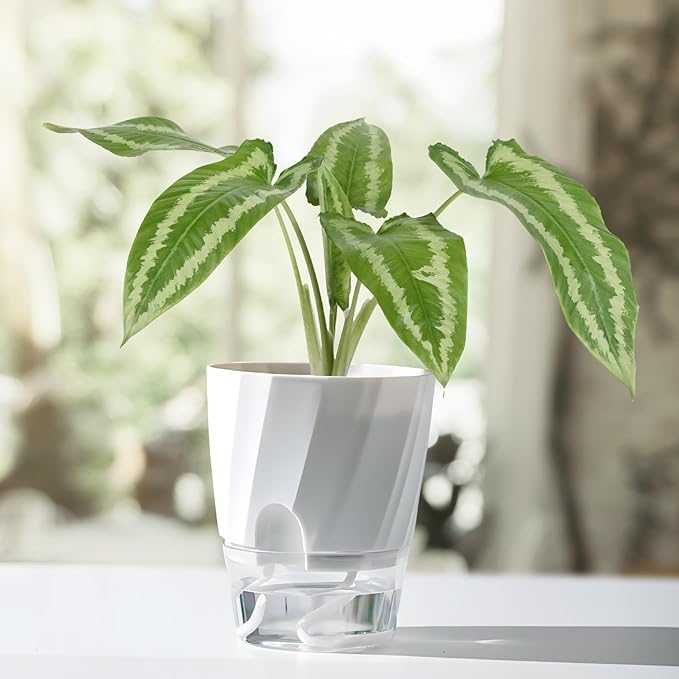 KIMCHOMERSE Self Watering Plant Pots, 6 Inch Plant Pots 6-Pack Indoor Planter - Image 2