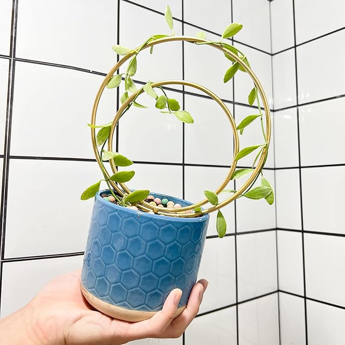Hoya Trellis for Indoor Plants - Image 6