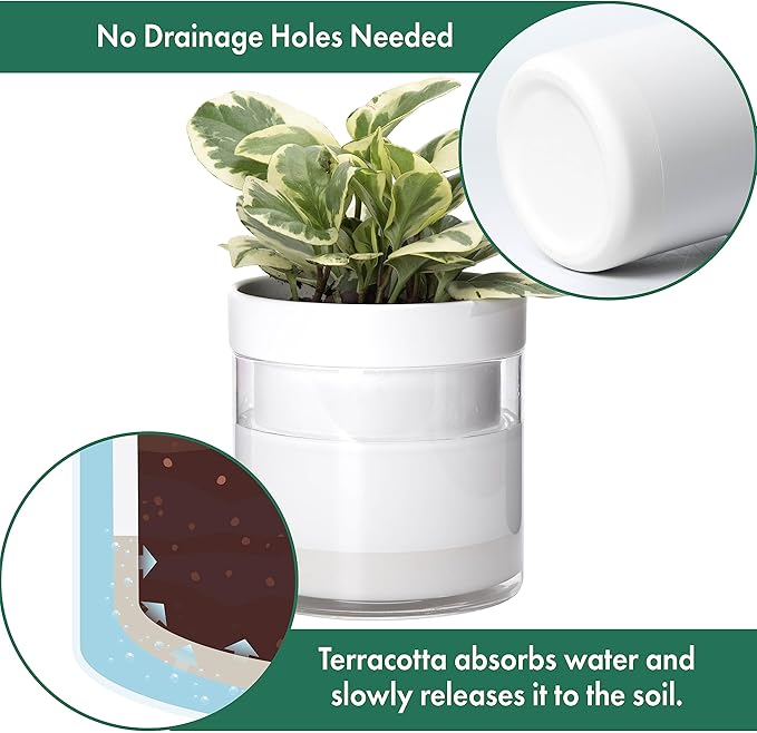 Phoenix Vine 6 Inch 4 Inch Self Watering Planter - Image 4