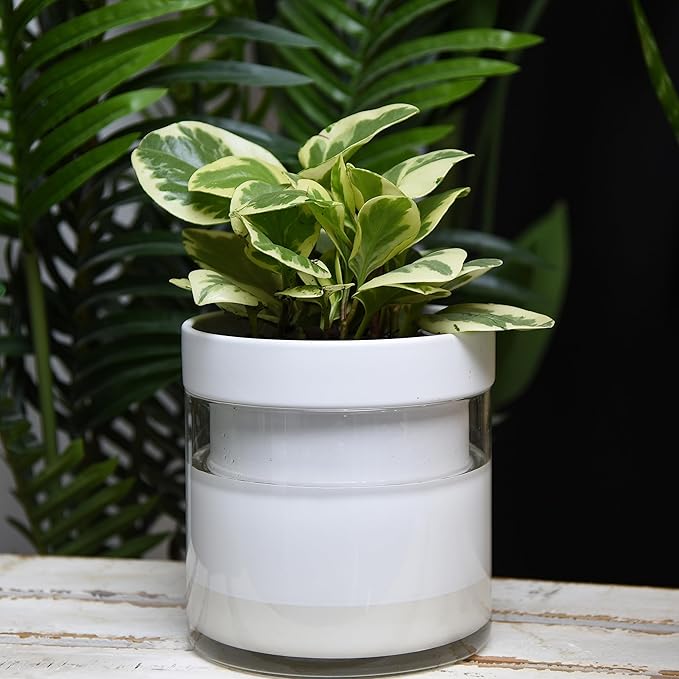 Phoenix Vine 6 Inch Self Watering Planter - Image 2