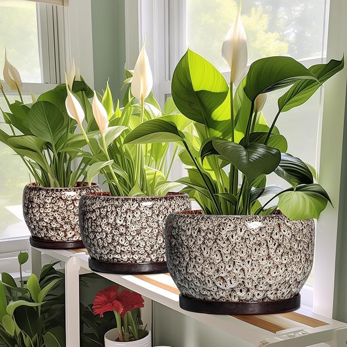 SQOWL Ceramic Plant Pots - Image 5