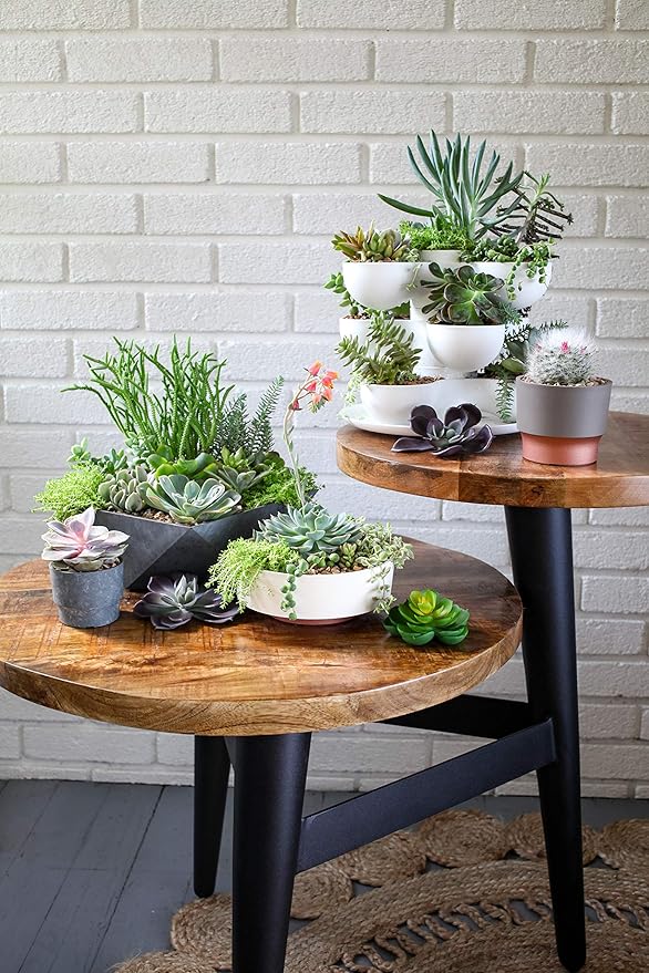 The HC Companies 6 Inch Round Plastic Succulent Capri Bowl Decorative Indoor - Image 4